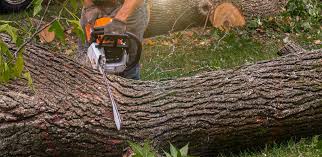 Best Tree Disease Treatment  in Raceland, KY