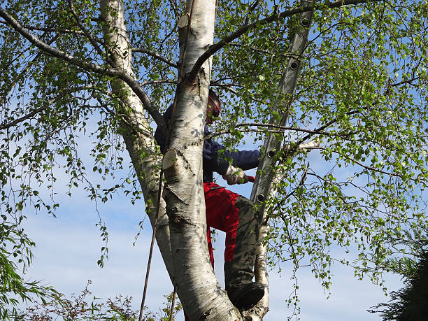 Best Tree Mulching  in Raceland, KY